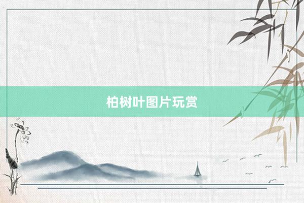 柏树叶图片玩赏